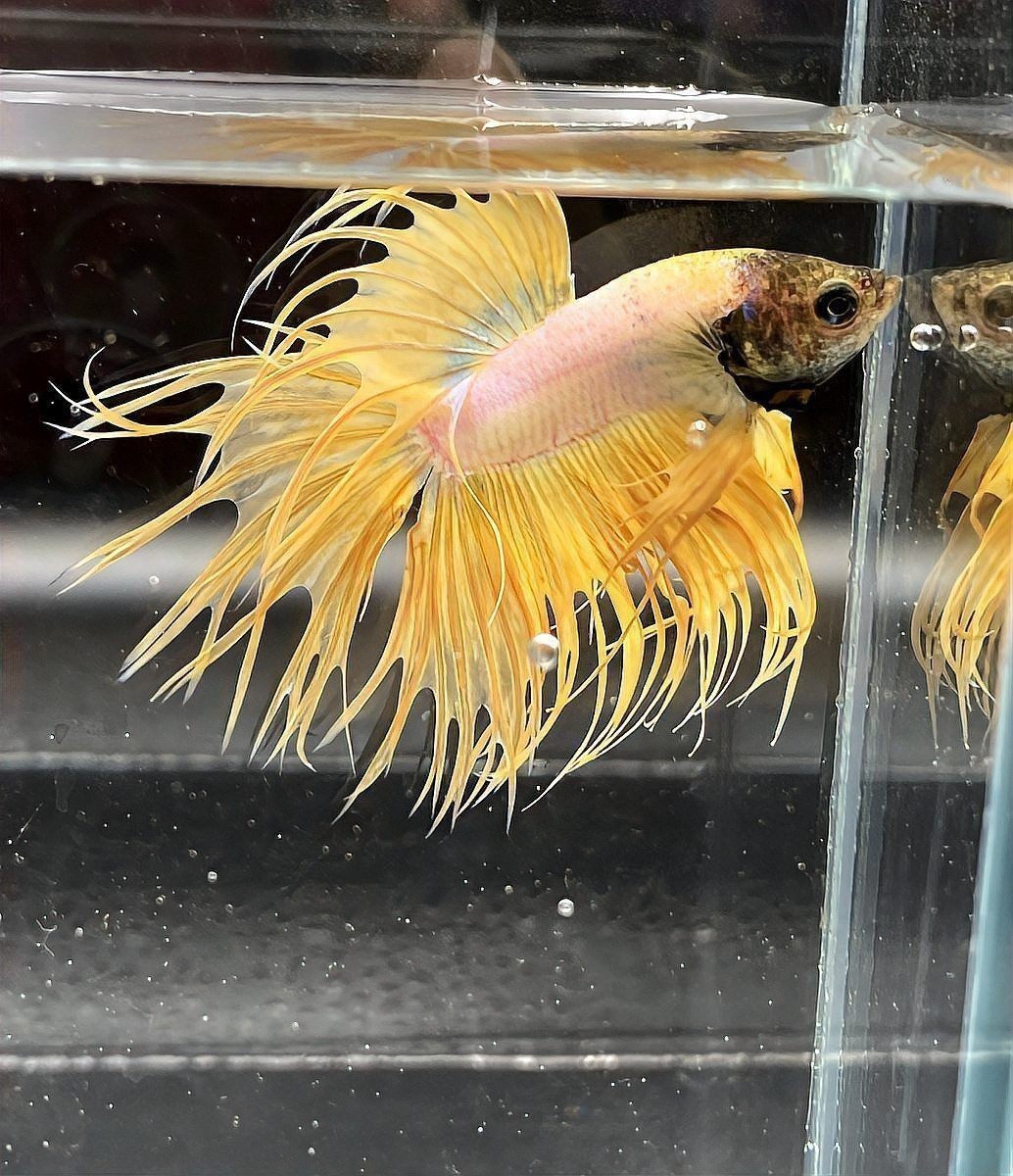 老虎魚一生認幾個主人