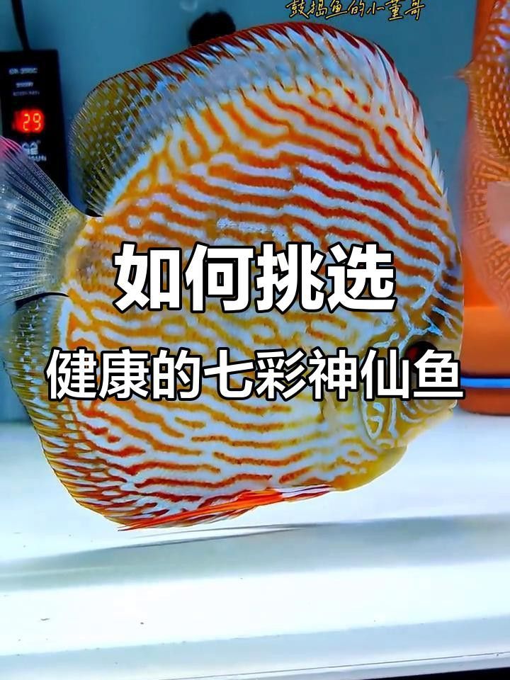 如何判斷七彩龍魚是否健康？
