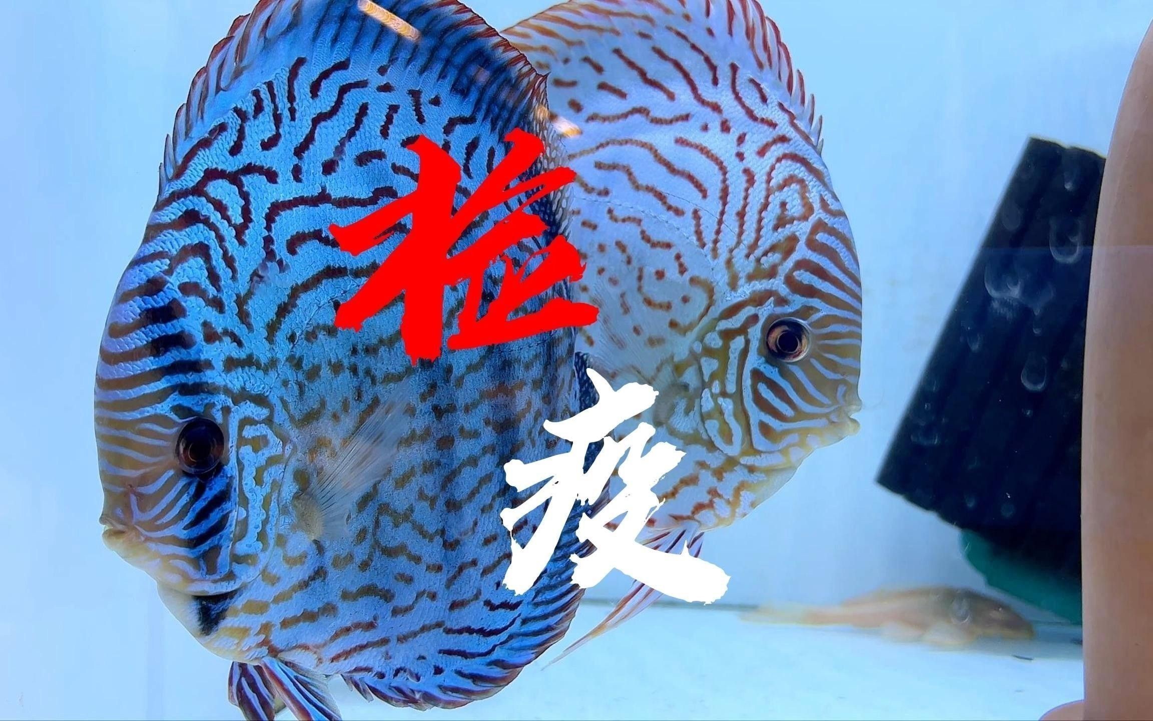如何判斷七彩龍魚是否健康？