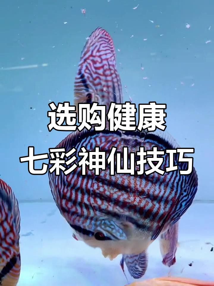 如何判斷七彩龍魚是否健康？