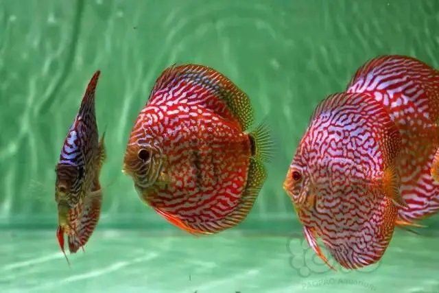 如何判斷七彩龍魚是否健康？