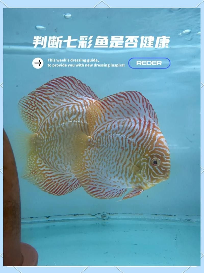 如何判斷七彩龍魚是否健康？