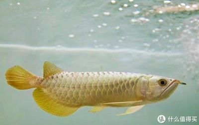 成年龍魚有必要每天喂嗎（成年龍魚喂養頻率應當根據龍魚的生活習性和健康狀況來確定）