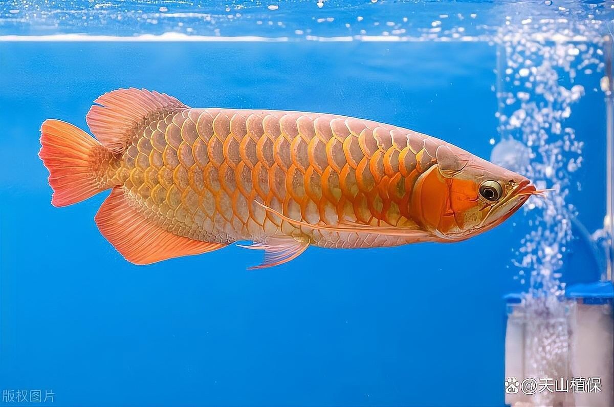銀龍魚和白化龍魚哪個好養