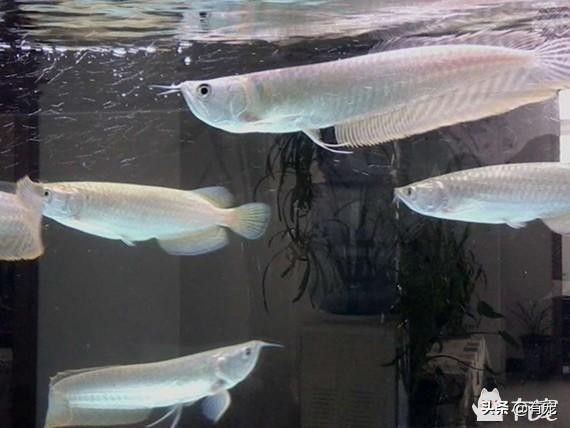 銀龍魚和白化龍魚哪個好養