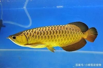龍魚換水什么時間最好（龍魚換水的最佳時間）