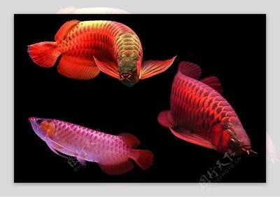 紅龍魚什么背景好（養紅龍魚用什么顏色的背景和底色好）