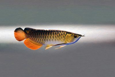 如何增加金龍魚的食欲，如何提高金龍魚的食欲