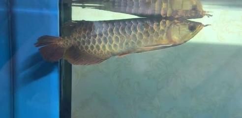 金龍魚(yú)的市場(chǎng)價(jià)格是多少？：關(guān)于金龍魚(yú)的問(wèn)題