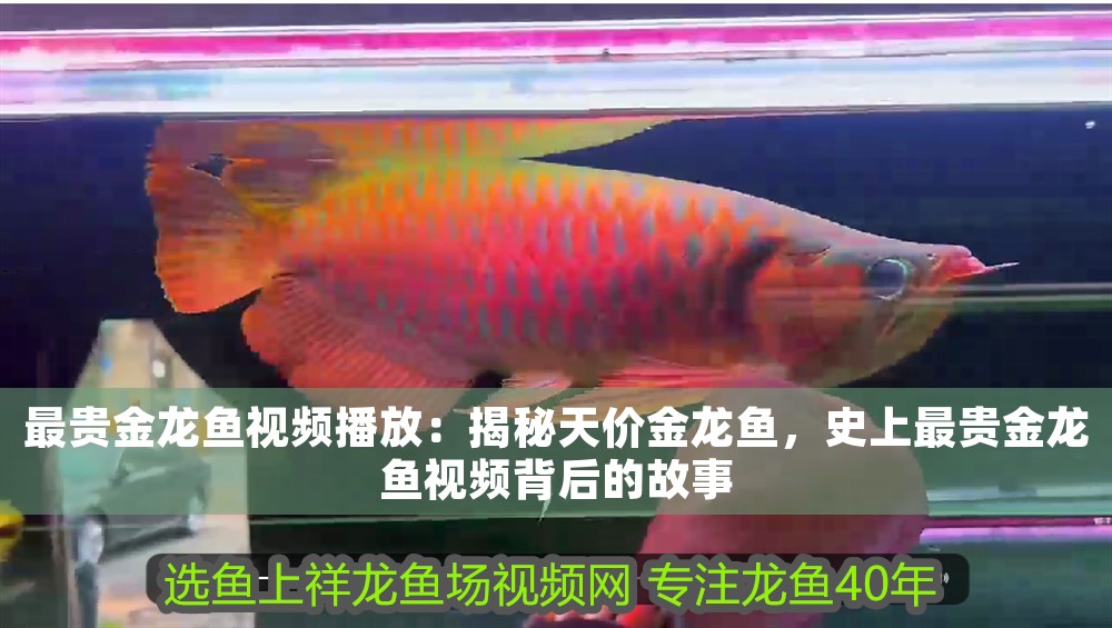 最貴金龍魚視頻播放:揭秘天價金龍魚,史上最貴金龍魚視頻背后的故事 龍魚百科 第1張 最貴金龍魚視頻播放:揭秘天價金龍魚,史上最貴金龍魚視頻背后的故事 最貴金龍魚視頻播放:揭秘天價金龍魚,史上最貴金龍魚視頻背后的故事 龍魚百科 第1張