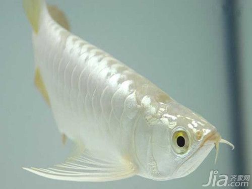 白金龍魚多少錢一只圖片及價(jià)格