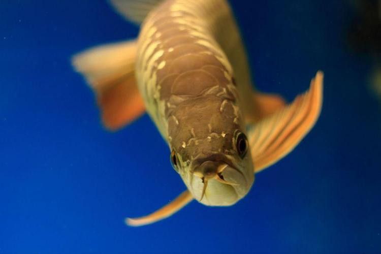白金龍魚多少錢一只圖片及價(jià)格