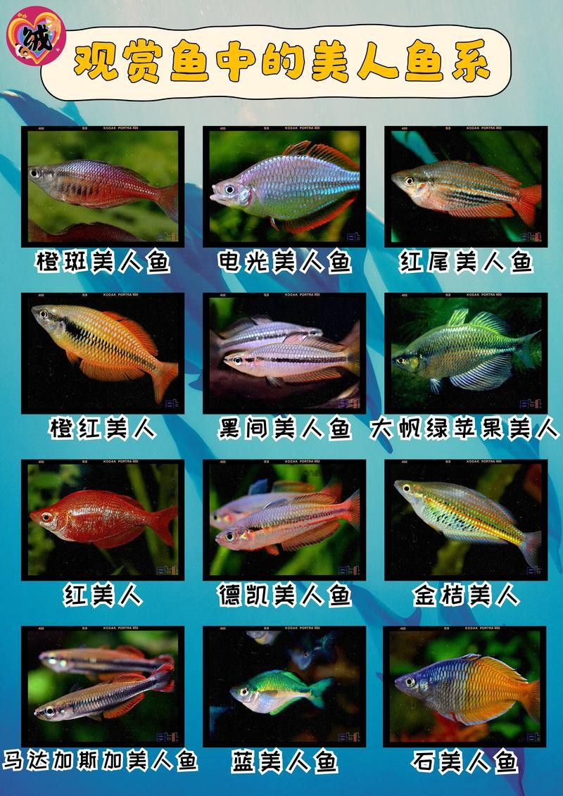 白金龍魚多少錢一只圖片及價(jià)格