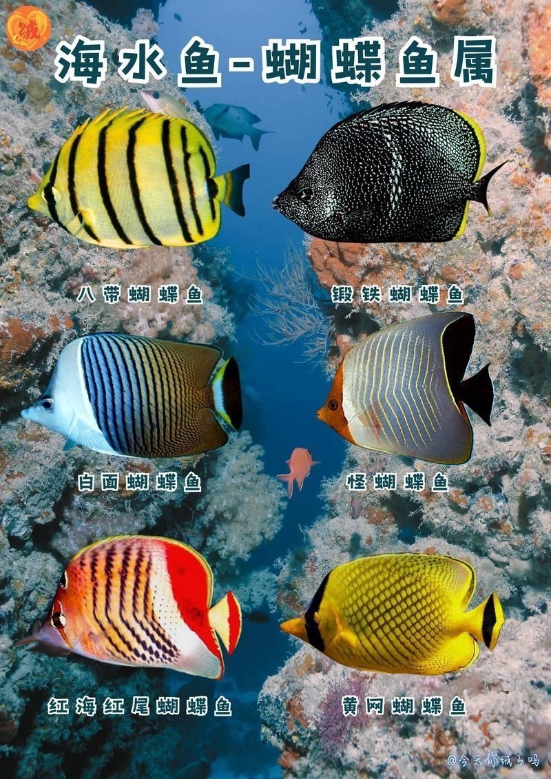 白金龍魚多少錢一只圖片及價(jià)格
