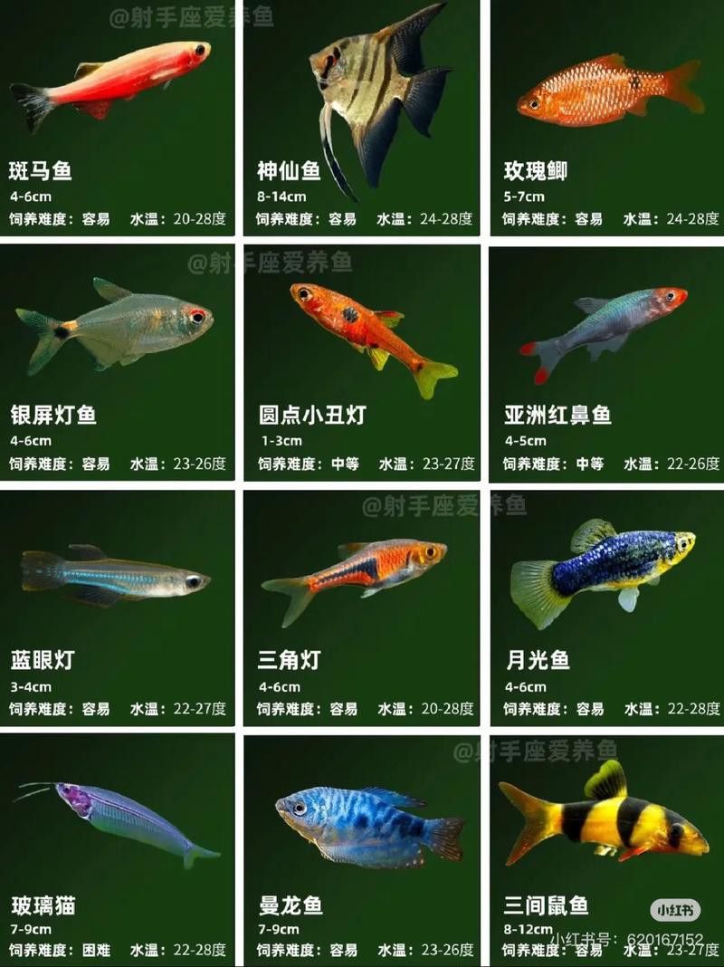 白金龍魚多少錢一只圖片及價(jià)格