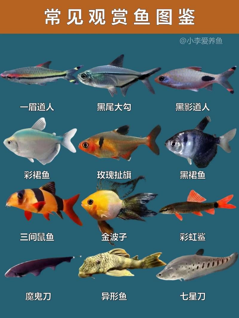 白金龍魚多少錢一只圖片及價(jià)格