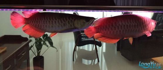 龍魚一大一小可以混養嗎：如何判斷龍魚是否具備攻擊性