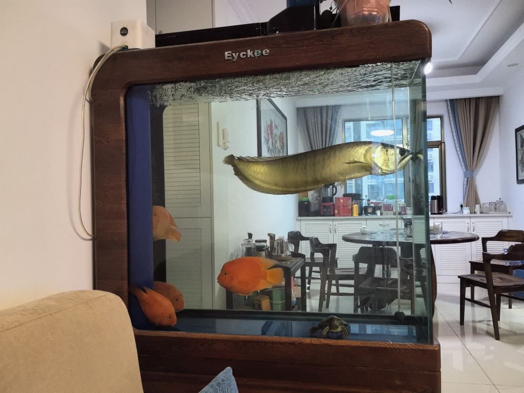 金龍魚水溫多少最好喂：金龍魚的水溫控制對其健康和生長發育至關重要,金龍魚水溫多少最好喂
