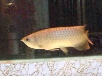 龍魚魚鱗變白：龍魚鱗片發白可能由多種因素引起，預防龍魚魚鱗變白