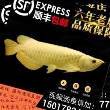 金龍魚芯片在哪里查真偽：如何查詢金龍魚芯片的真偽