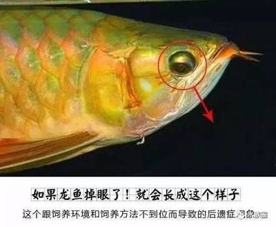 一種十分像龍魚的魚：龍魚的分類和特點