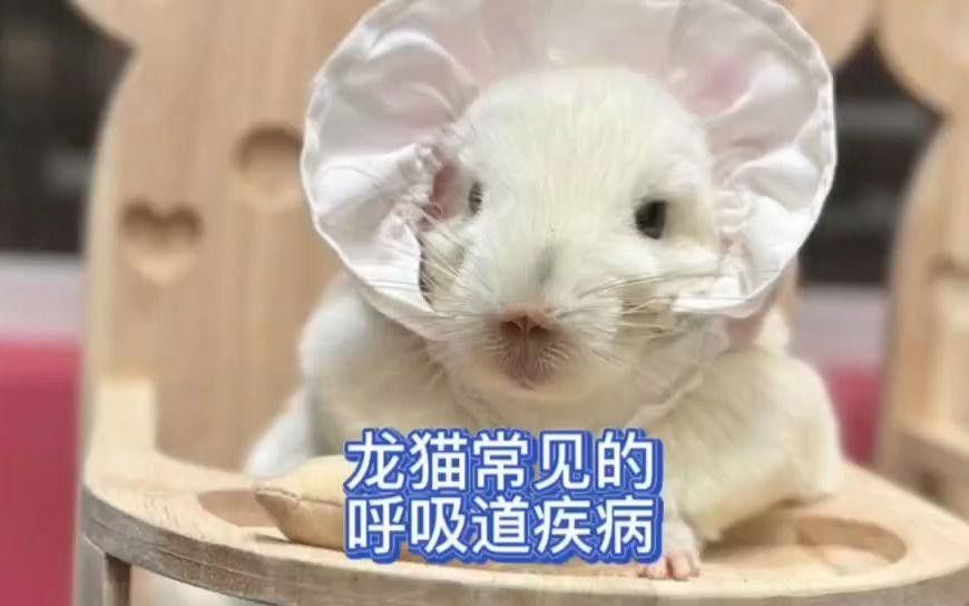 龍貓晚上叫了怎么辦？