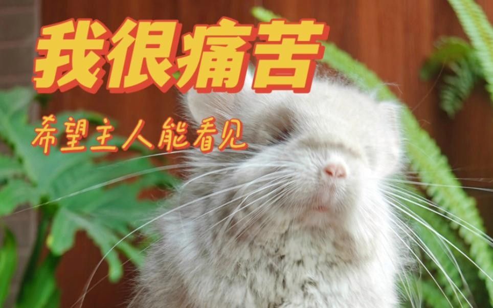 龍貓晚上叫了怎么辦？