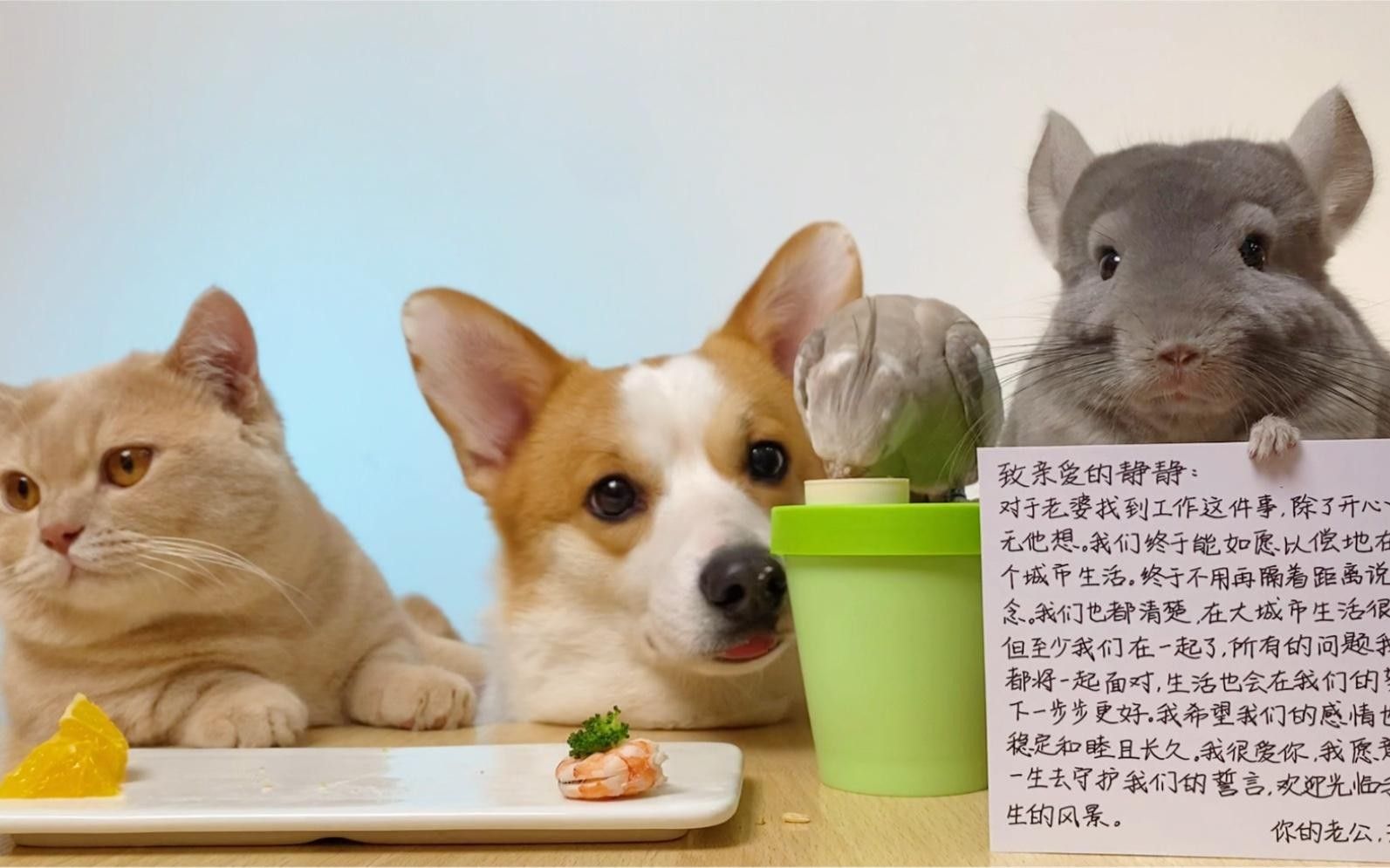 龍貓晚上叫了怎么辦？