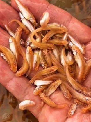龍魚大概多少錢一條魚苗啊圖片