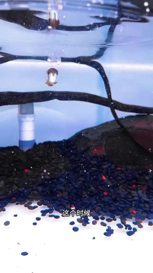 龍魚大概多少錢一條魚苗啊圖片