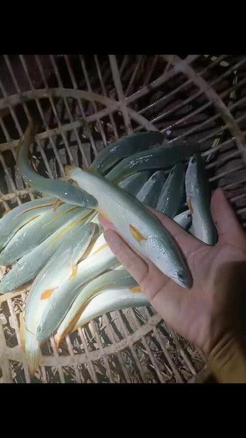 龍魚大概多少錢一條魚苗啊圖片