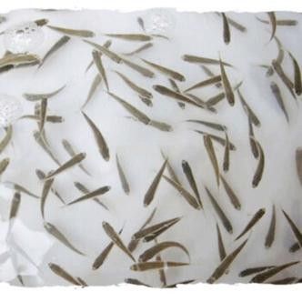 龍魚大概多少錢一條魚苗啊圖片