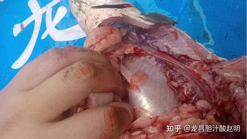 龍魚內臟損傷的癥狀有哪些？