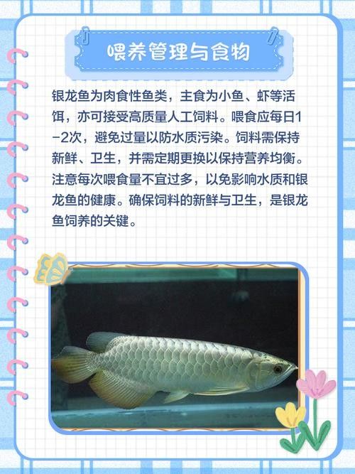 銀龍魚(yú)飼養(yǎng)注意事項(xiàng)有哪些圖片