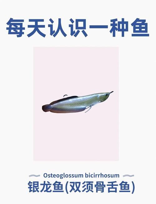銀龍魚(yú)飼養(yǎng)注意事項(xiàng)有哪些圖片