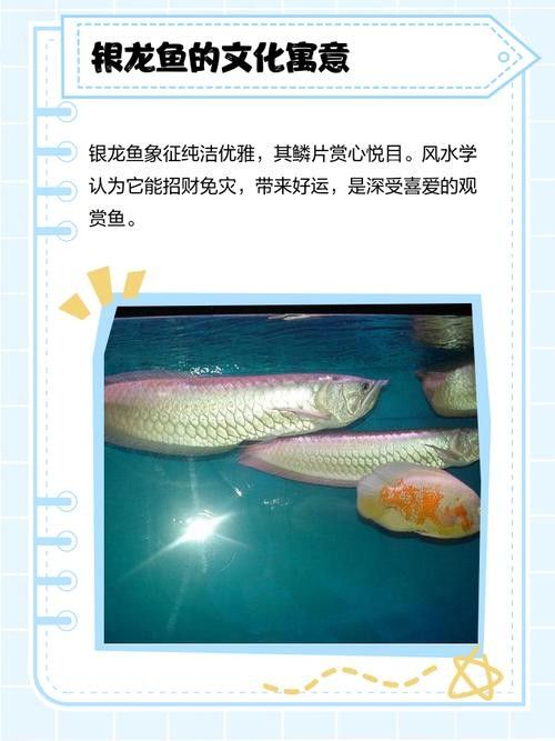 銀龍魚(yú)飼養(yǎng)注意事項(xiàng)有哪些圖片
