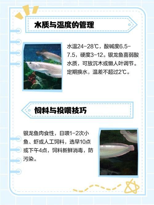 銀龍魚(yú)飼養(yǎng)注意事項(xiàng)有哪些圖片