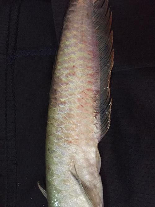 銀龍魚(yú)飼養(yǎng)注意事項(xiàng)有哪些圖片
