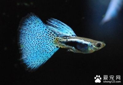 龍魚和七彩神仙魚混養的可能性（龍魚和七彩神仙魚可以混養嗎？）