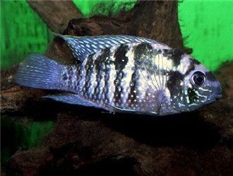 龍魚的壽命有多長？：龍魚壽命一般在20-30年左右