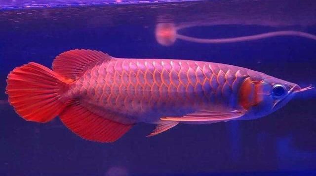 銀龍魚的繁殖方法，你知道嗎？：男子在家里養(yǎng)一條銀龍魚，價值30萬，結(jié)果家里面的水泵壞了