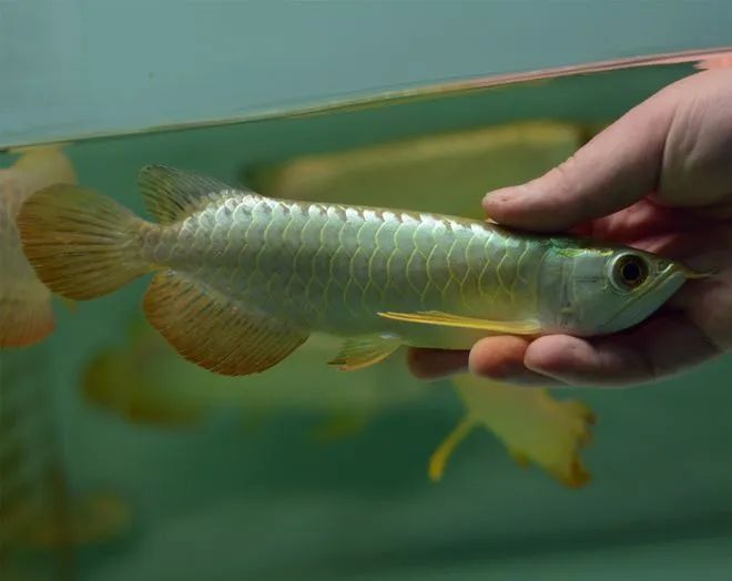 金龍魚兼職