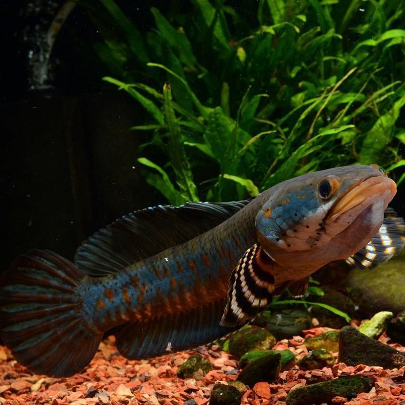 雷龍魚蒙眼病溫度調多少度