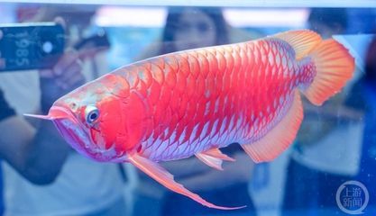 廣州龍魚大賽冠軍魚：廣州龍魚錦標(biāo)賽冠軍賣價(jià)108萬?魚主:沒賣