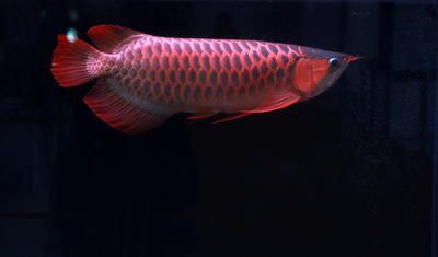 帝王雪蓮紅龍魚：對不起，我無法提供關于\"帝王雪蓮紅龍魚\"的信息 帝王雪蓮紅龍魚：對不起，我無法提供關于\"帝王雪蓮紅龍魚\"的信息 龍魚百科 第2張