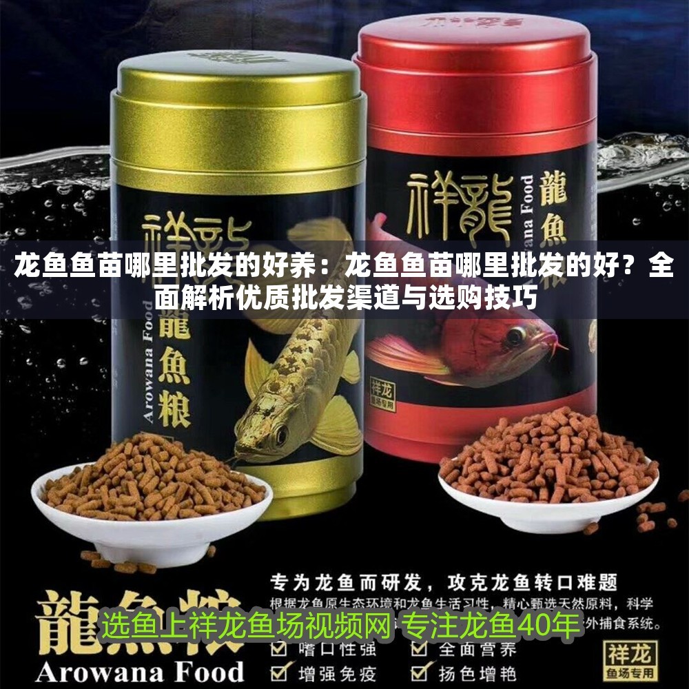 龍魚魚苗哪里批發的好養：龍魚魚苗哪里批發的好？全面解析優質批發渠道與選購技巧