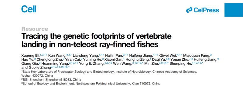 龍魚魚苗哪里批發的好養：龍魚魚苗哪里批發的好？全面解析優質批發渠道與選購技巧