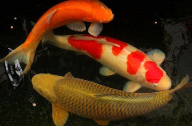 錦鯉能聽懂人說話嗎