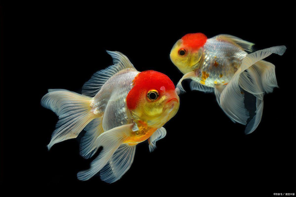 錦鯉能聽懂人說話嗎