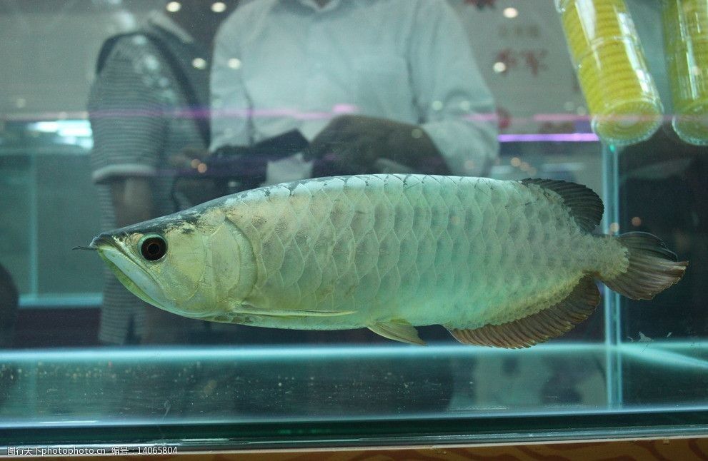 家養銀龍魚一般長多大的（銀龍魚的飼養方法）